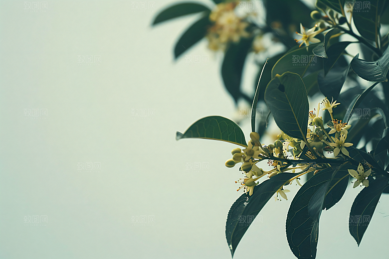 桂花四季桂树木摄影图