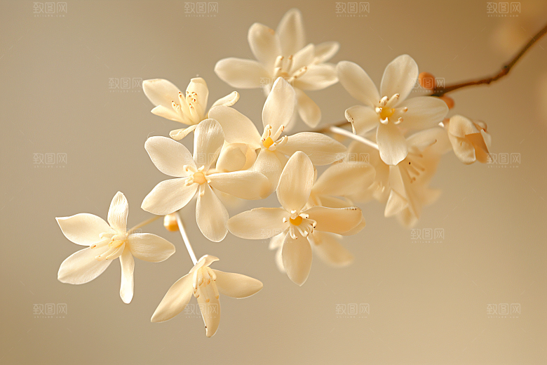 桂花花卉自然摄影图