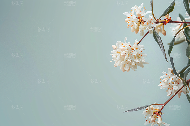 桂花芬芳秋季摄影图