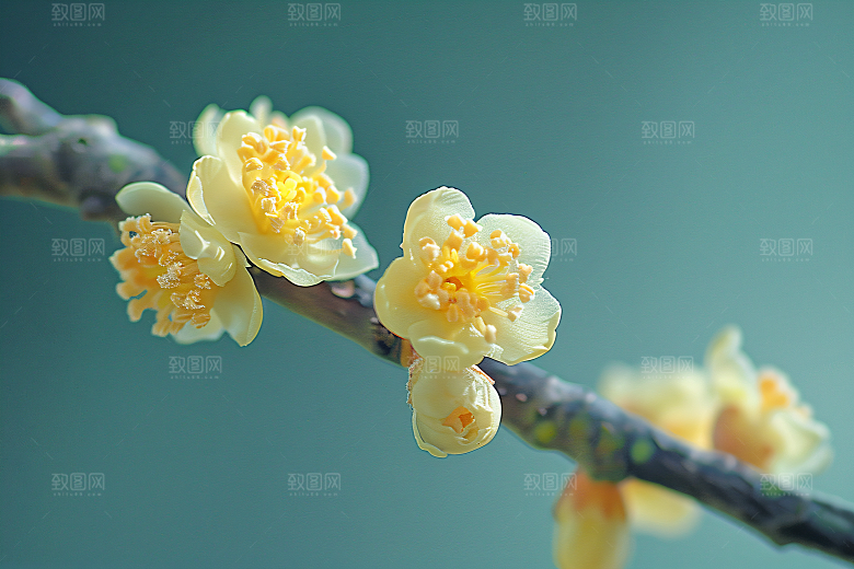 桂花初秋唯美摄影图