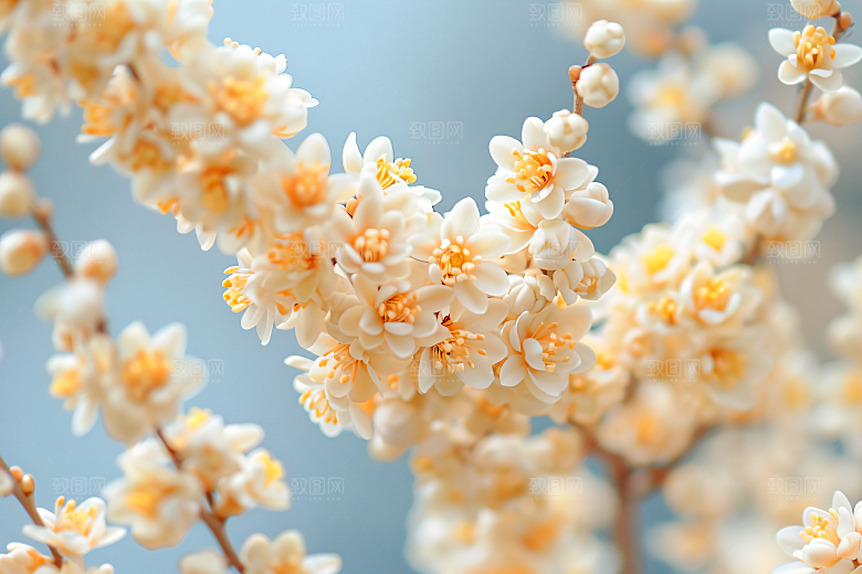 桂花芬芳唯美摄影图
