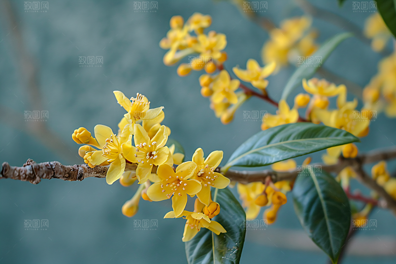 桂花金桂唯美摄影图