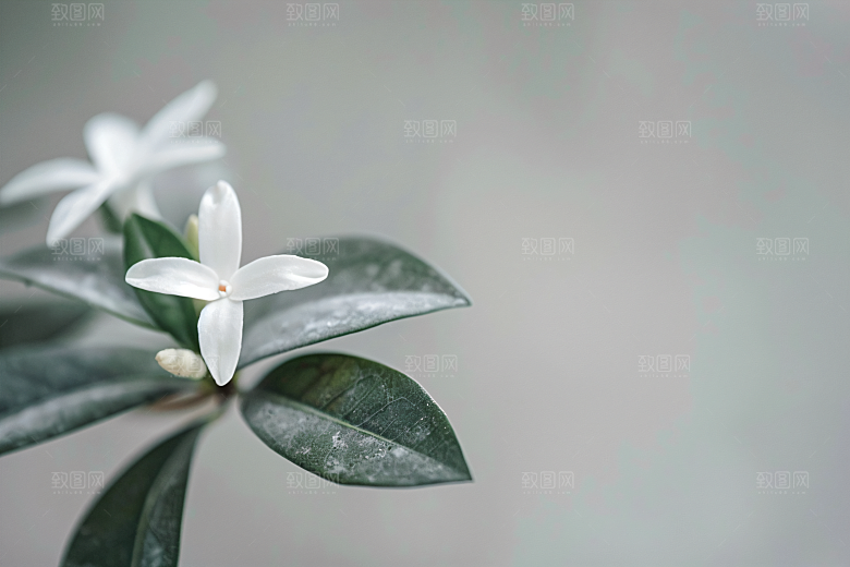桂花唯美花卉摄影图