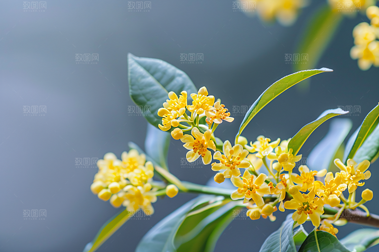 桂花树木花朵摄影图
