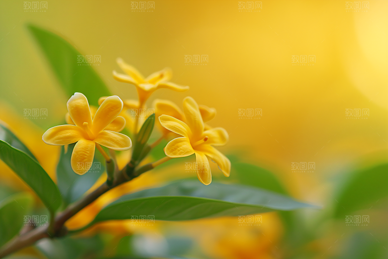 桂花清新初秋摄影图