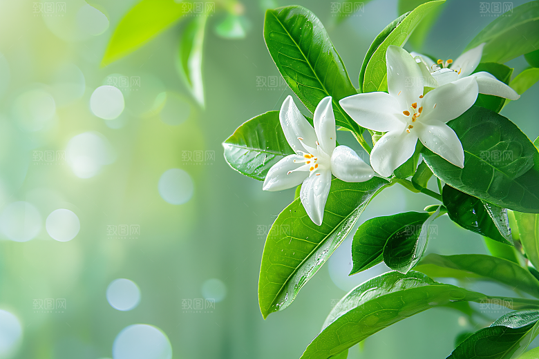 桂花清新树木摄影图