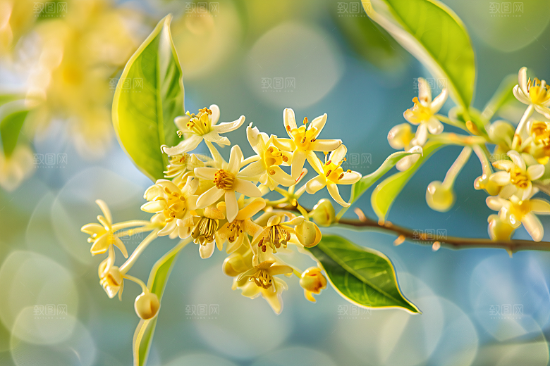 桂花金桂高清摄影图