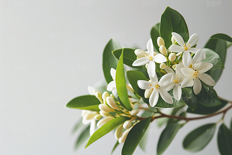 桂花植物花朵摄影图