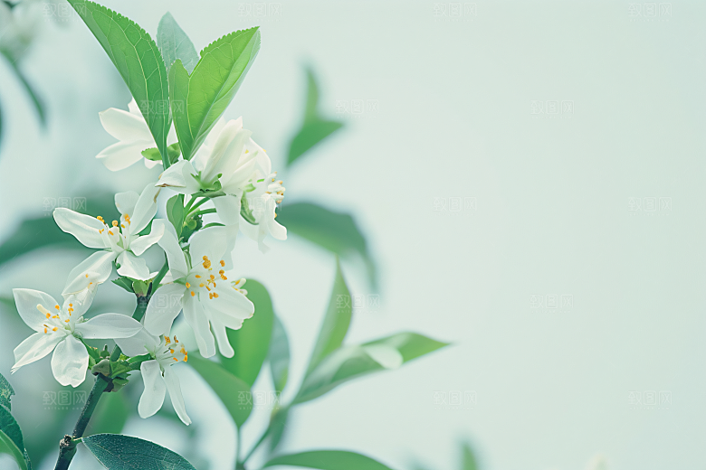 桂花四季桂芬芳摄影图