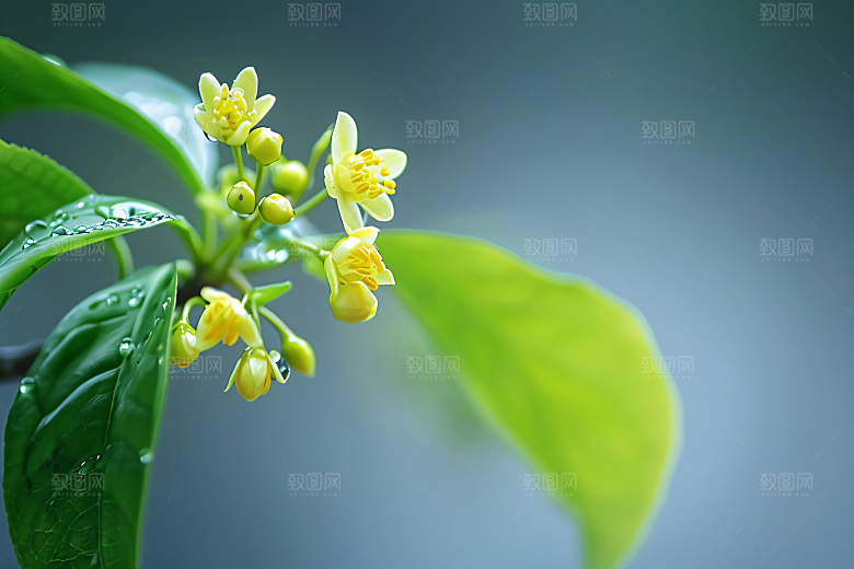 桂花唯美高清摄影图