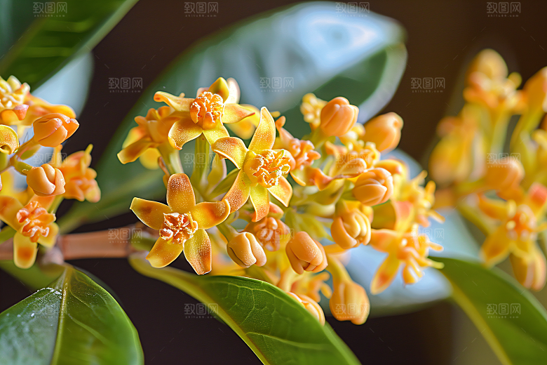 桂花唯美清新摄影图