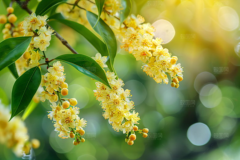桂花自然植物摄影图