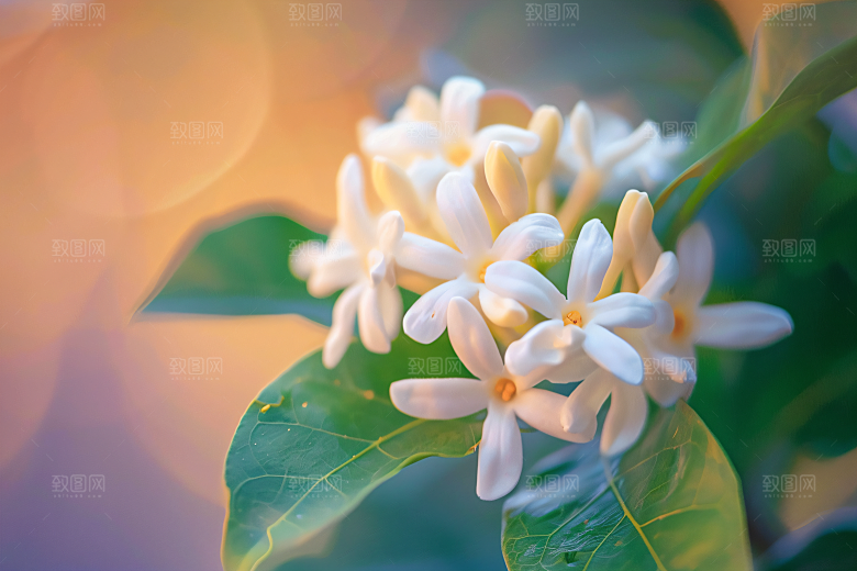 桂花四季桂秋季摄影图