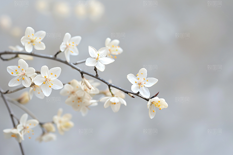桂花高清四季桂摄影图