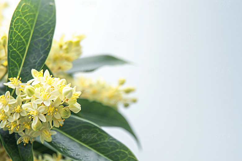 桂花清新芬芳摄影图