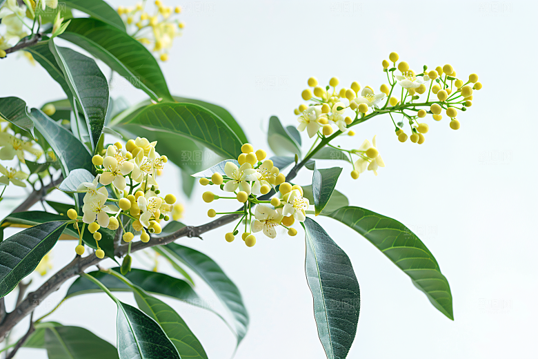 桂花初秋花朵摄影图