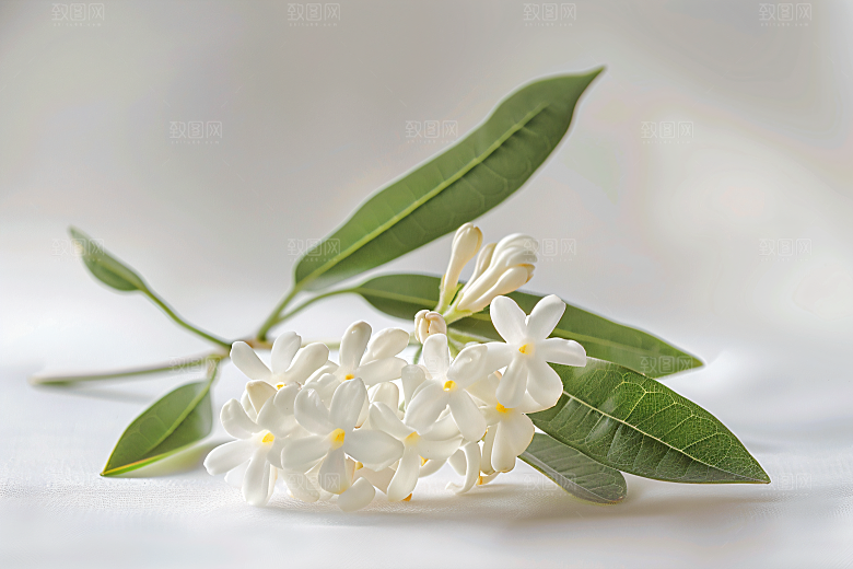 桂花金桂清新摄影图