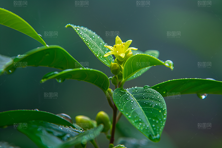 桂花唯美树木摄影图