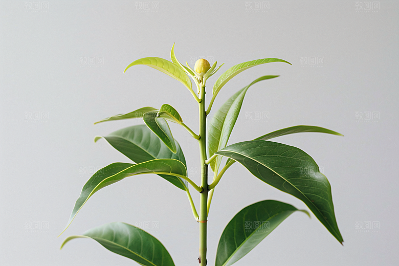 桂花初秋自然摄影图
