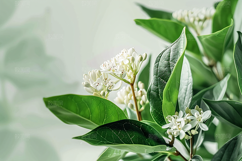 桂花植物芬芳摄影图