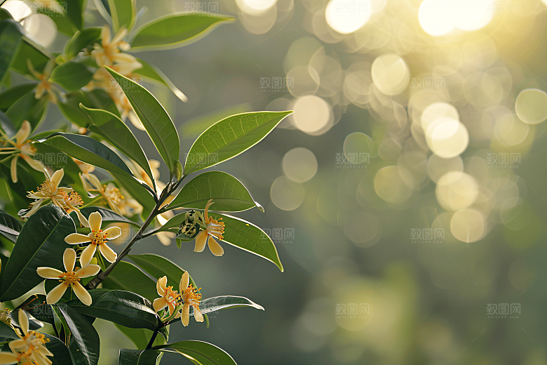 桂花植物高清摄影图