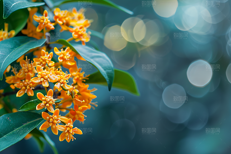 桂花芳香自然摄影图
