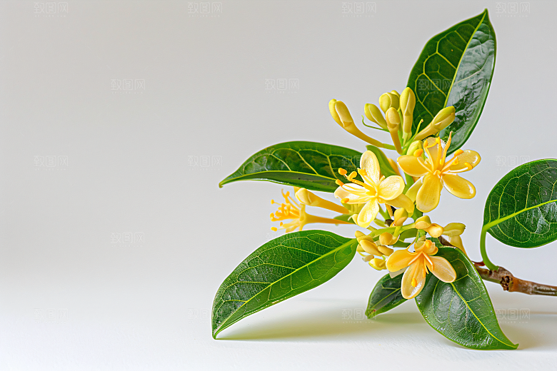 桂花芳香秋季摄影图