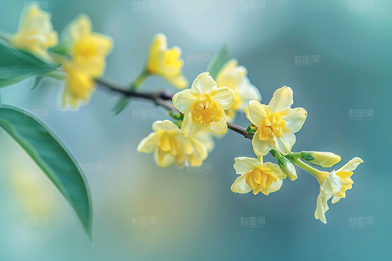 桂花高清植物摄影图