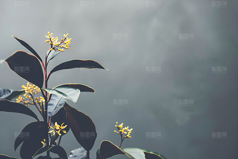 桂花金桂高清摄影图