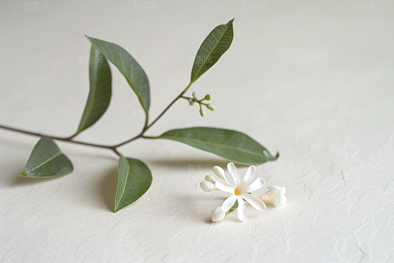 桂花初秋高清摄影图