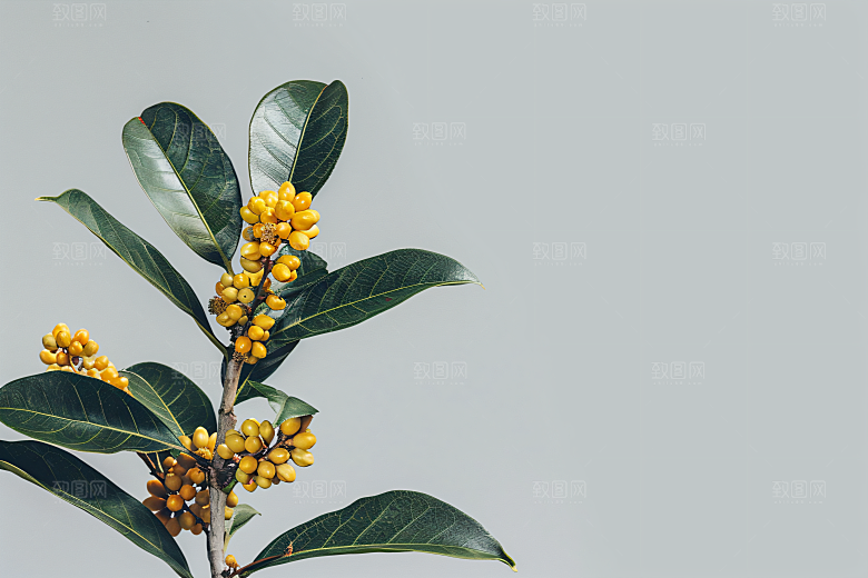 桂花花卉初秋摄影图
