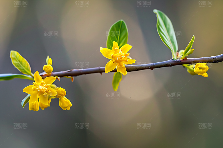 桂花植物高清摄影图
