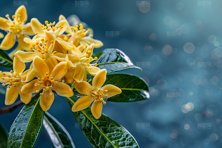 桂花高清芳香摄影图