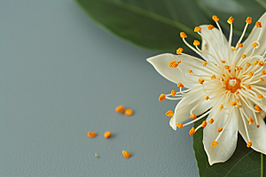 桂花植物自然摄影图