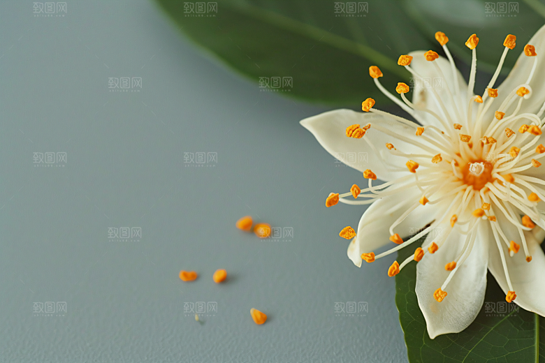 桂花植物自然摄影图