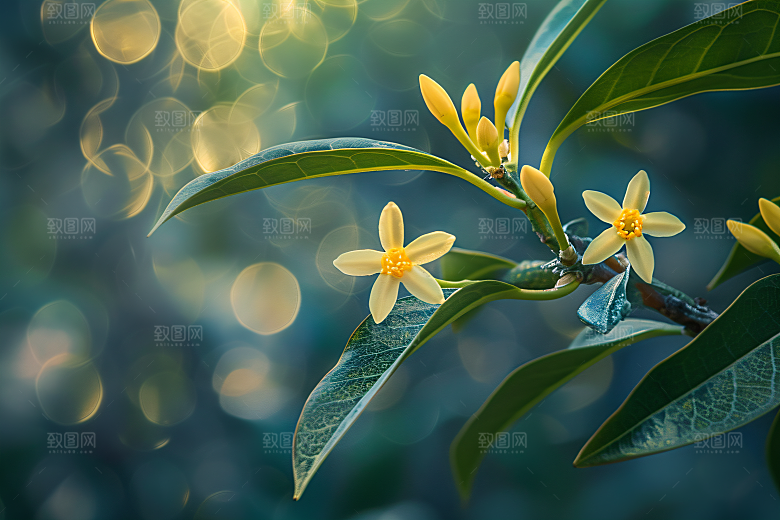 桂花花朵芬芳摄影图