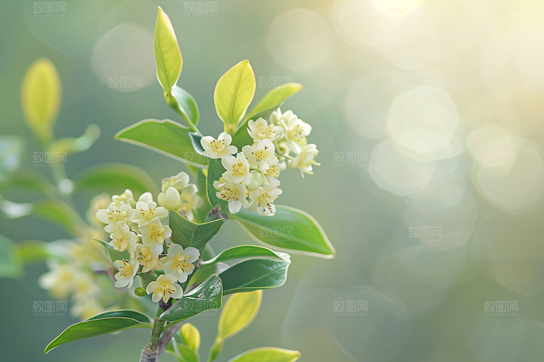 桂花唯美花卉摄影图