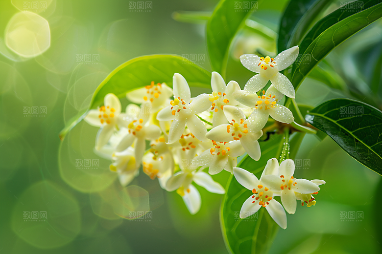 桂花高清自然摄影图