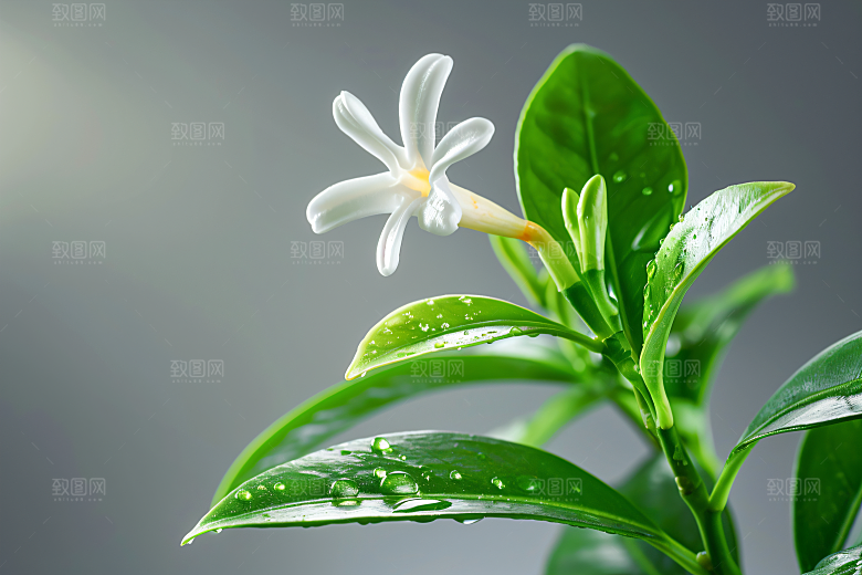 桂花树木芳香摄影图