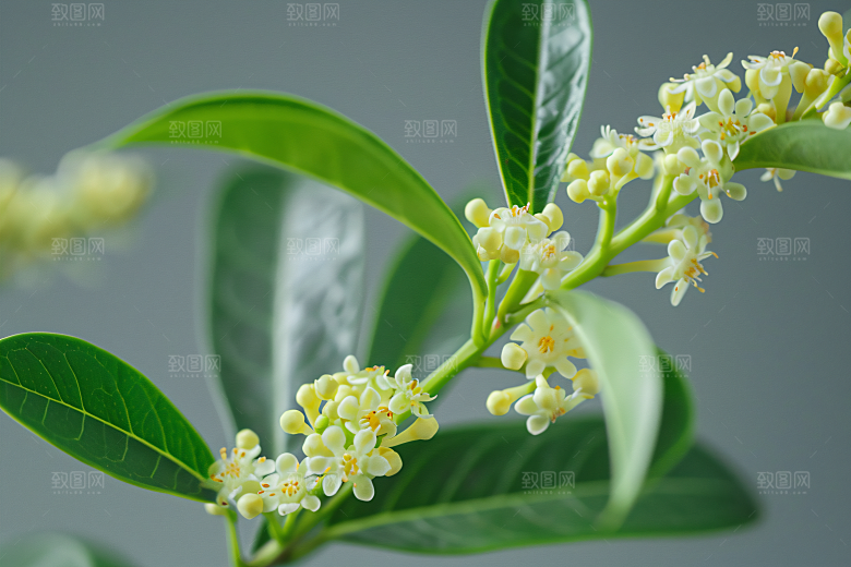 桂花植物清新摄影图