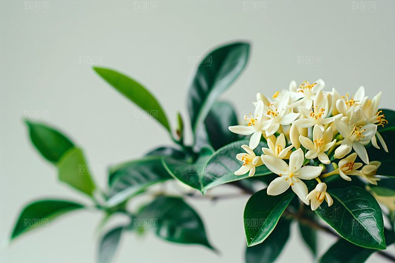 桂花芬芳花卉摄影图