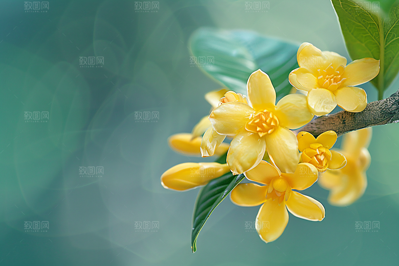 桂花金桂树木摄影图