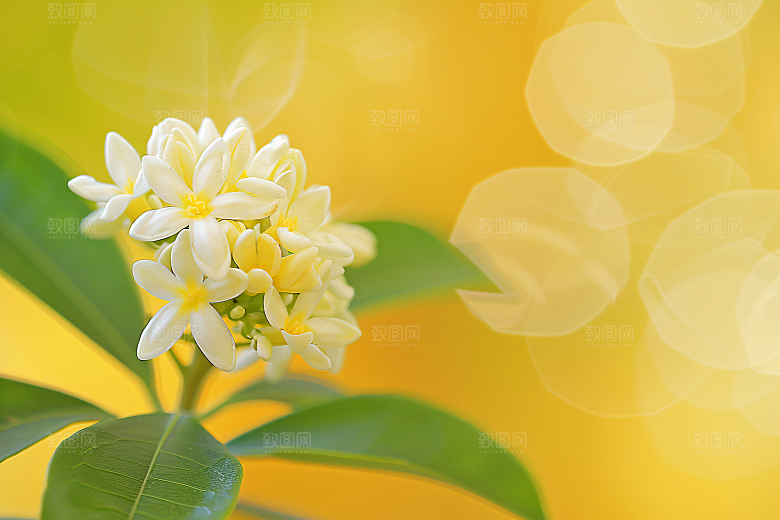 桂花金桂花朵摄影图