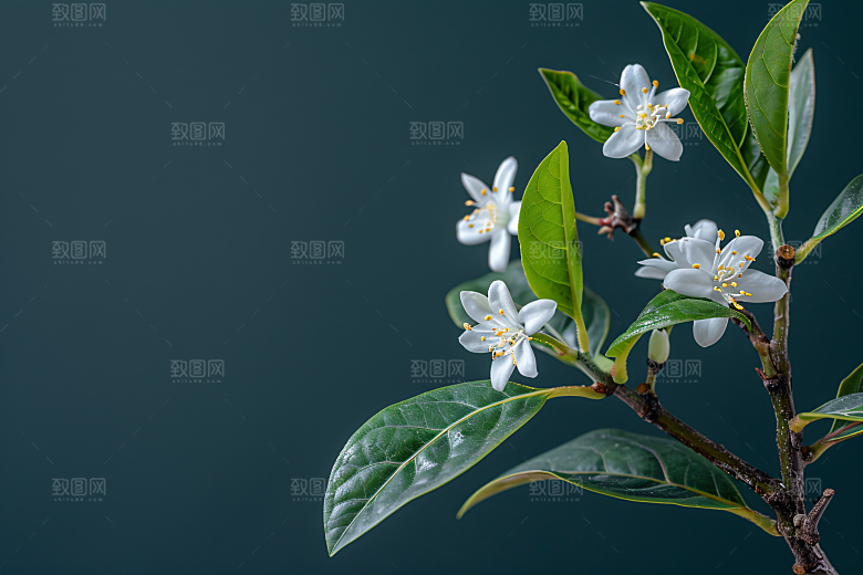 桂花芳香清新摄影图