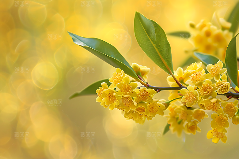 桂花树木初秋摄影图