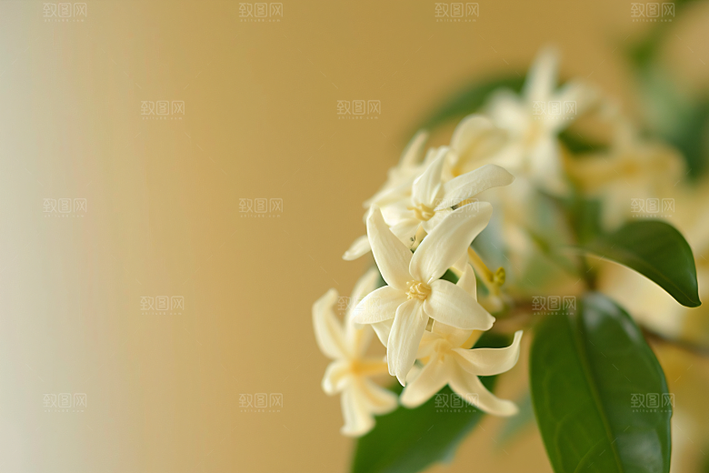 桂花芬芳清新摄影图