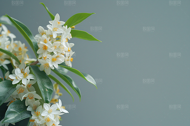 桂花自然花卉摄影图