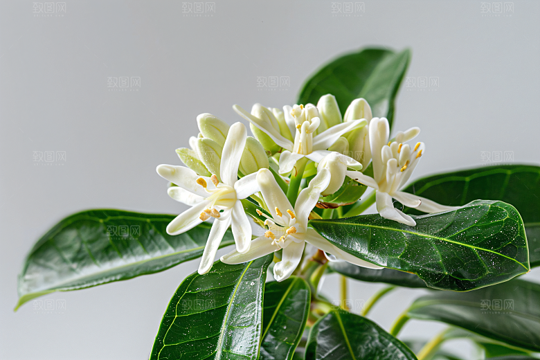 桂花初秋四季桂摄影图