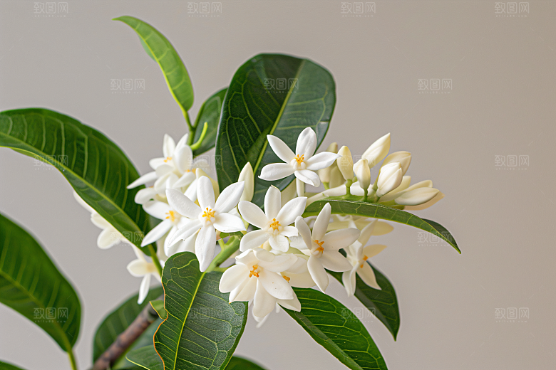 桂花唯美自然摄影图