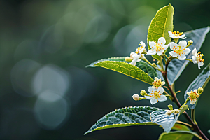 桂花秋季花卉摄影图